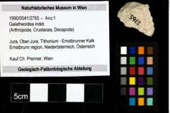 Foto (Objekt + Etiketten) von Galatheoidea indet. 